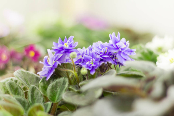  фиолетовые цветы на подоконнике на солнце, избирательный фокус
 - Фото, изображение