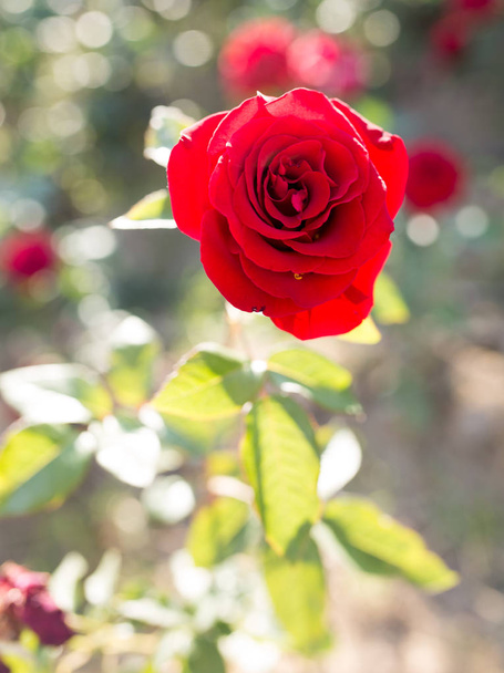red rose in a park on the nature - Fotoğraf, Görsel