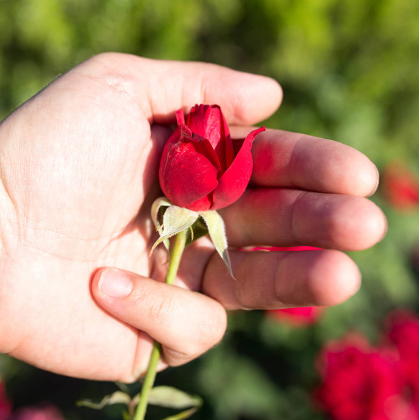 red rose in her hand in a park on the nature - 写真・画像