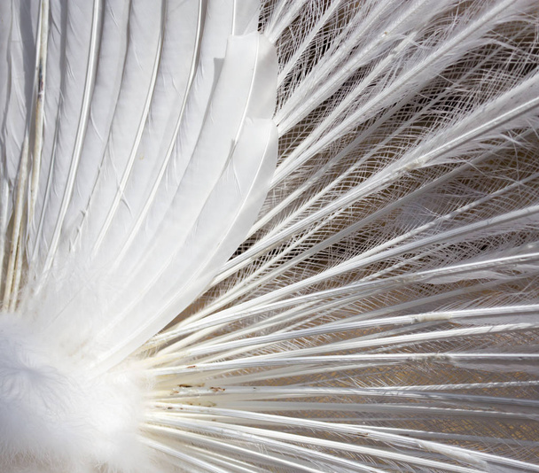 white peacock feathers as a background - Foto, afbeelding