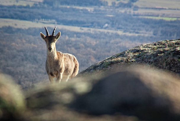 Capre selvatiche su una pietra a La Pedriza, Spagna. Paesaggio rurale e montano nel Parco Nazionale della Sierra de Guadarrama
 - Foto, immagini