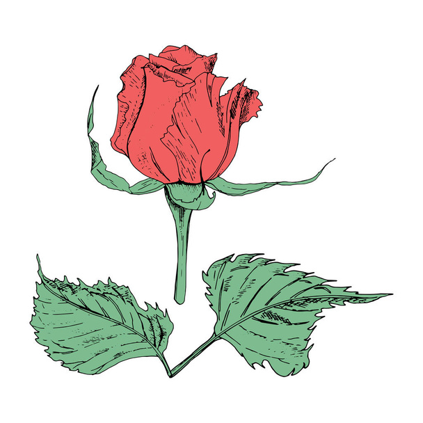 白い背景に異なる形状のバラや葉の花の形のベクターイラスト。赤いバラと葉の落書き描画. - ベクター画像