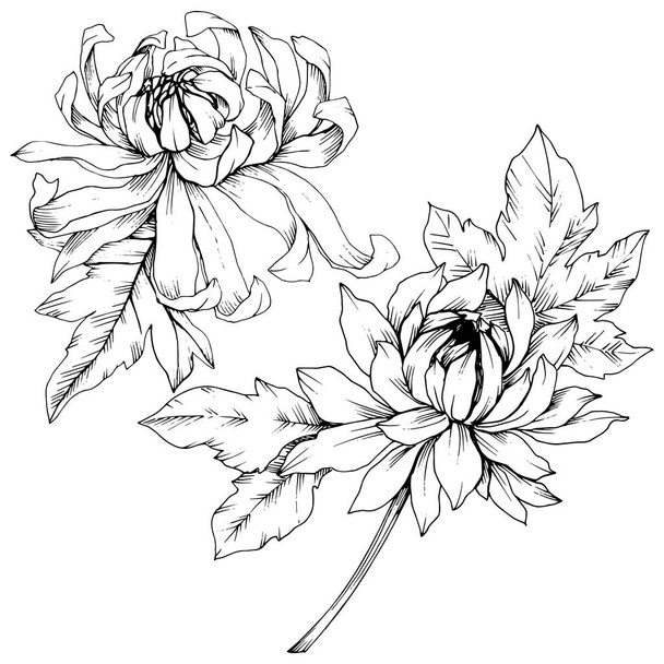 Vector Chrysanthemum floral botanical flowers. Black and white engraved ink art. Isolated flower illustration element. - Vector, imagen