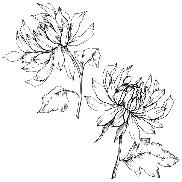Vector Chrysanthemum flores botânicas florais. Tinta gravada a preto e branco. Isolado elemento ilustração flor
. - Vetor, Imagem