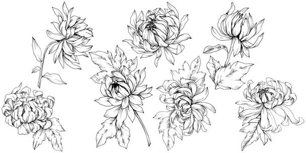 Vektör krizantem çiçek botanik çiçekler. Siyah ve beyaz mürekkep sanat kazınmış. İzole çiçek Çizim öğesi. - Vektör, Görsel