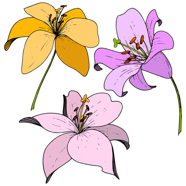 Vector Lily floral botanical flower. Engraved ink art on white background. Isolated lilium illustration element. - Vecteur, image