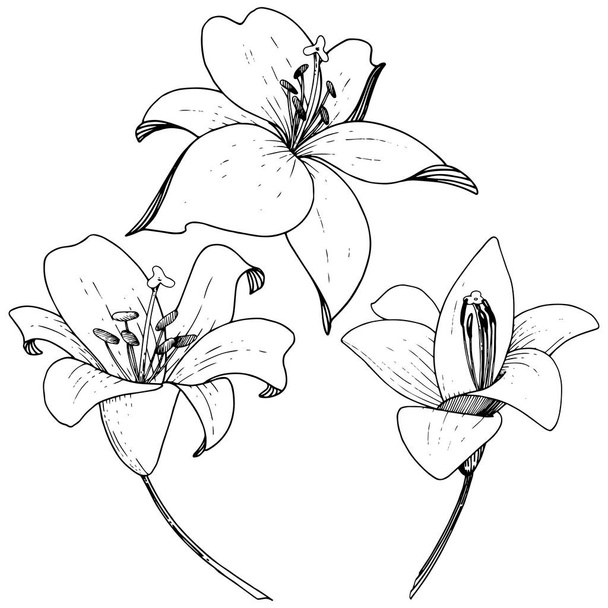 Wektor lilii botanicznych kwiat kwiatowy. Grawerowane atrament sztuki na białym tle. Element ilustracja na białym tle lilium. - Wektor, obraz
