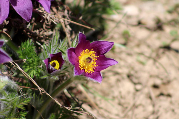 Pulsatilla vulgaris or Pasque flower or Pasqueflower or European pasqueflower or Dane's blood two violet flowers blooming in garden surrounded with other vegetation on warm sunny day - Photo, Image
