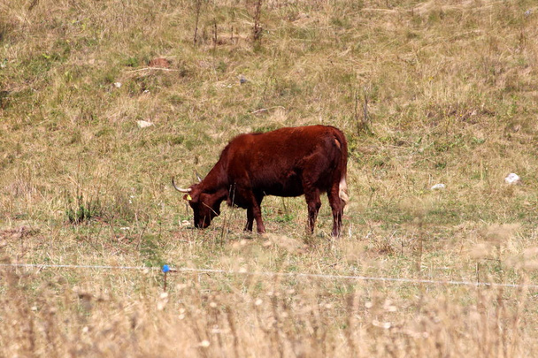 Enkele donkerbruine koe staan en rustig eten gras volledig omringd met droog gras en beschermd met elektrische draad op warme zomerdag - Foto, afbeelding