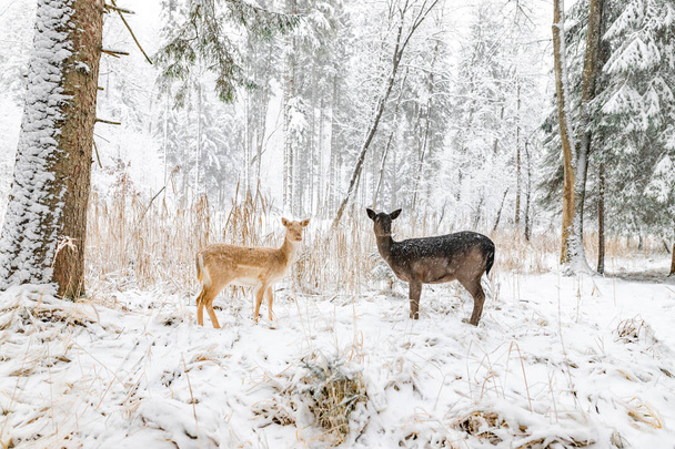 Reh im Winter im Wald / Wildpark nah wild - Foto, Bild