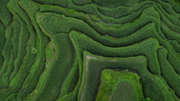 Légi kilátás Tegallalang Bali rizs teraszok. A mezőgazdasági parcellák absztrakt geometriai alakzatai zöld színben. Drone fénykép közvetlenül a mező felett. - Fotó, kép