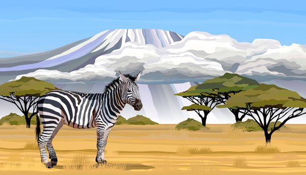 白い背景の上のアフリカのシマウマ ベクトル イラスト - ベクター画像