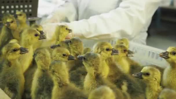 Control y selección de personas picoteando patos de la incubadora en la granja
 - Metraje, vídeo