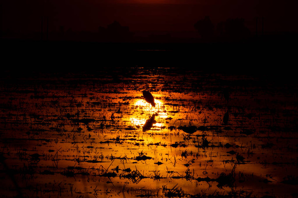 Ardea cinerea retroiluminada sobre el reflejo del sol en el campo de arroz inundado
 - Foto, Imagen
