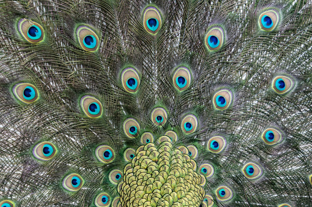 peacock bird wonderful feather open wheel portrait  - Fotó, kép