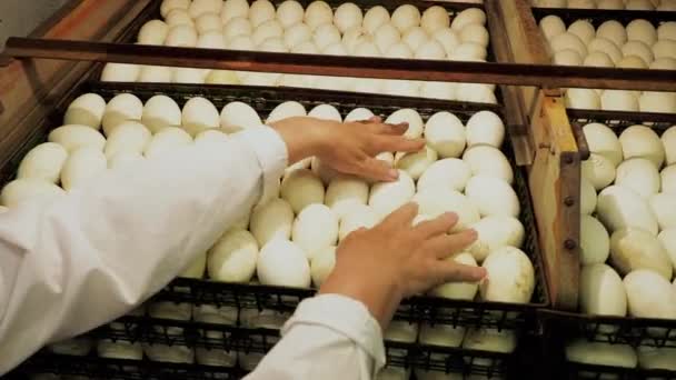 Ženská osoba řídí část kachních vajec v nádobách z inkubátoru - Záběry, video