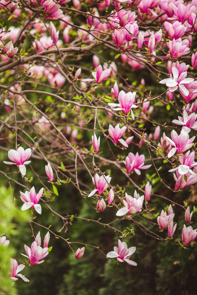 Bloomy magnolia tree with big pink flowers - Foto, immagini