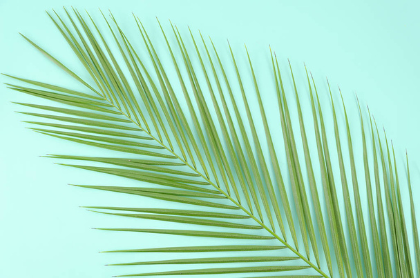 Top view green leaf of palm tree on blue background - Photo, image