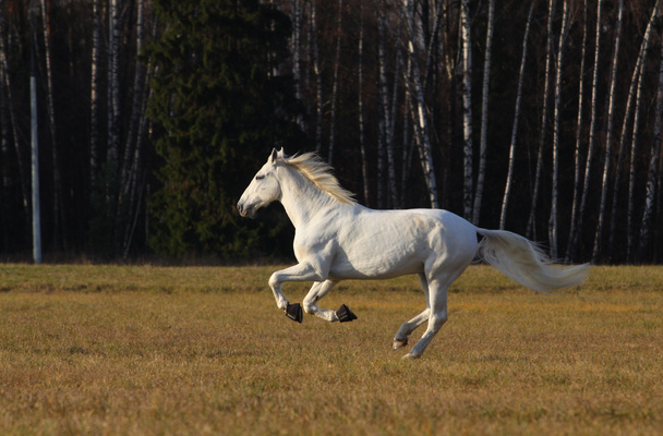 Beuatiful white horse running - Photo, Image