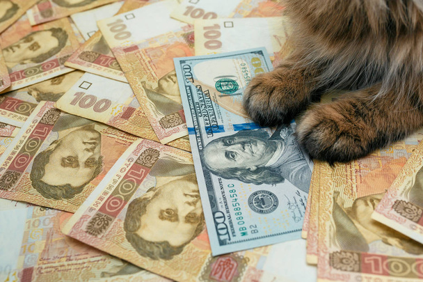 a macskát, hogy fekszik az ukrán bankjegyek. A macska fekszik a Hrivnya - Fotó, kép