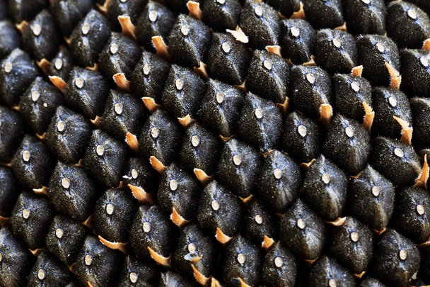 ham ayçiçeği tohumu - Fotoğraf, Görsel