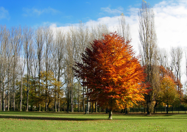 Autumn in Germany - Foto, imagen