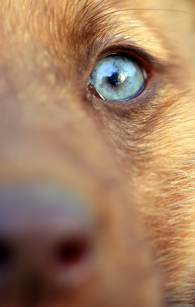 Крупный план портрета собаки
 - Фото, изображение