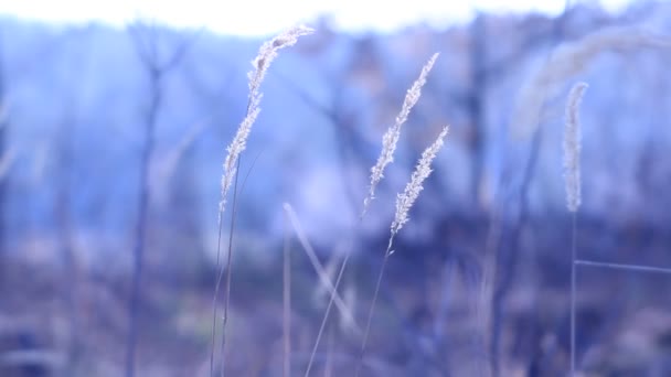 Холодна меланхолія синя трава на вітрі
 - Кадри, відео