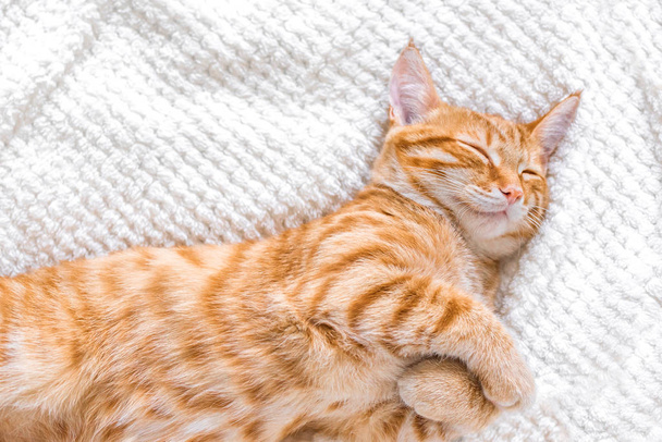 Ginger cat relaxing - Фото, зображення