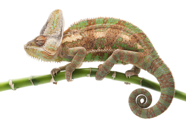 chameleon jemenský - Fotografie, Obrázek