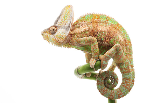 Veiled Chameleon - 写真・画像