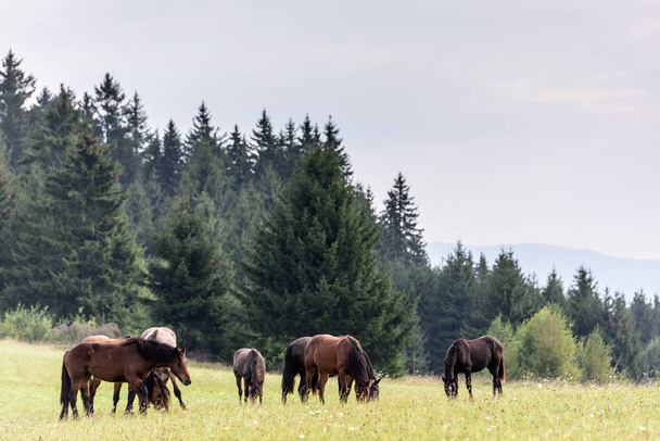 Horses on free pasture in the mountains of Transylvania. Horses in free range. - Foto, immagini
