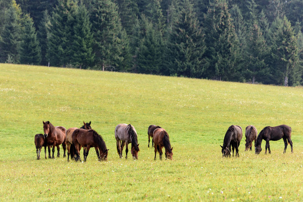 Horses on free pasture in the mountains of Transylvania. Horses in free range. - Fotografie, Obrázek