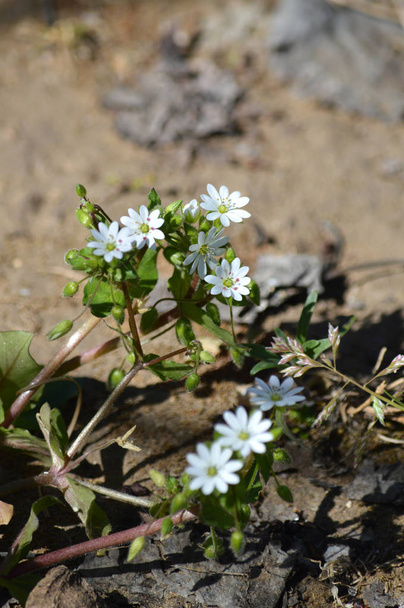 Close-up of Common Chickweed Flowers, Stellaria Media, Nature, Macro - Photo, Image