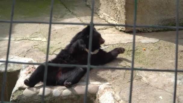 Niedźwiedź syberyjski brązowy w klatce zoo. Oncept-życie zwierząt w niewoli - Materiał filmowy, wideo