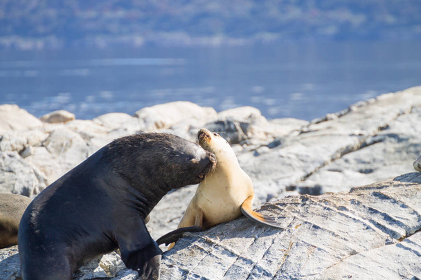 South American sea lion colony on Beagle channel - Photo, Image