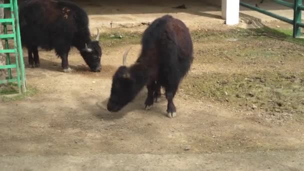 Yak im Gehege des Zoos. Konzept - das Leben von Tieren in Gefangenschaft - Filmmaterial, Video
