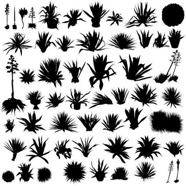 Ensemble de plantes d'agave
 - Vecteur, image