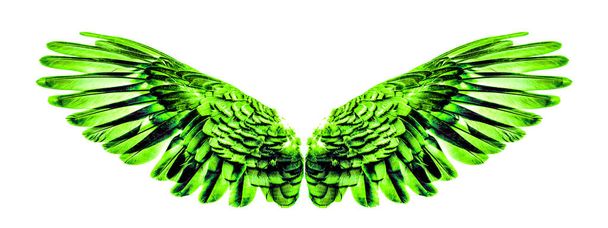 Groene Engelenvleugels een geïsoleerde op witte achtergrond - Foto, afbeelding