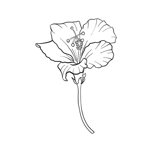 vector drawing flower - Vektör, Görsel