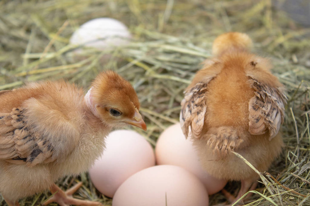 schöne kleine Hühner, Eier und Eierschalen im Nest. Neugeborene Küken auf Hühnerfarm. - Foto, Bild