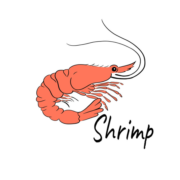 Shrimp animal vector illustration - Vector, Image
