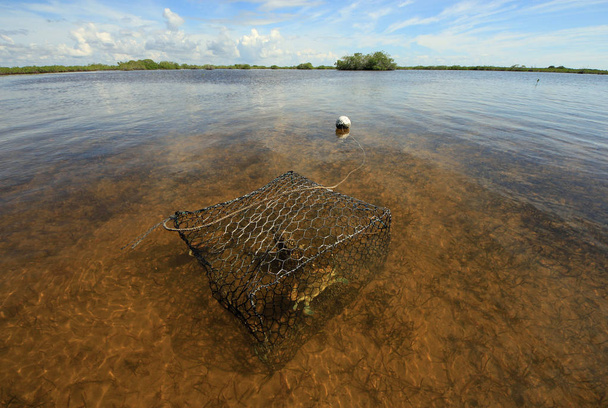 Armadilha com caranguejo em Barnes Sound, Florida
. - Foto, Imagem