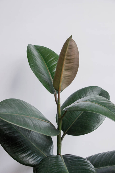 Ficus elastica tree with white wall - Photo, image