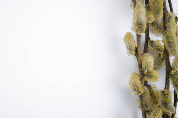 willow branches with yellow buds on a white background, copy space to the left for your text. - Photo, Image