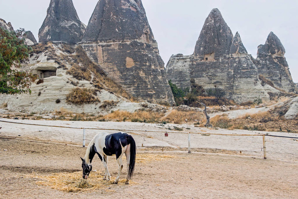 caballo en rancho en Capadocia
 - Foto, imagen