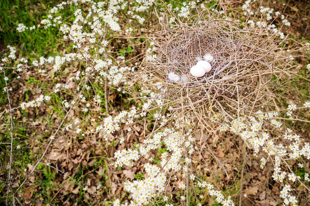 Vogelnest mit Eiern auf der Wiese - Foto, immagini
