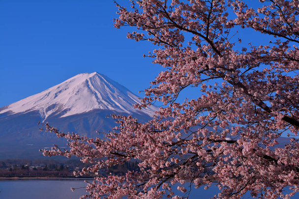 Flores de cerezo y monte. Fuji del cielo azul despejado del lago Kawaguchi Japón 13 / 04 / 2019
 - Foto, imagen