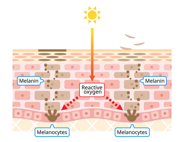 mechanismus pro obrat kožní buňky a tmavé skvrny na obličeji. Melanin a melanocyty ve vrstvě lidské kůže. koncepce péče o krásu a kůži - Vektor, obrázek