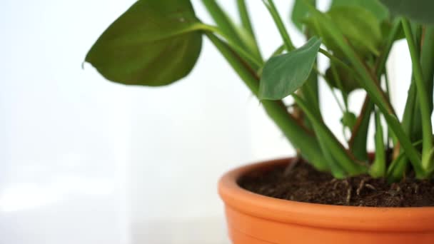 philodendron home interior plant in terracotta pot video - Footage, Video